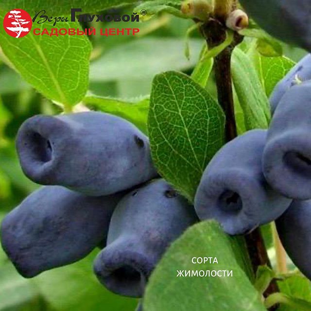 Лучшие сорта жимолости Лучшие сорта жимолости