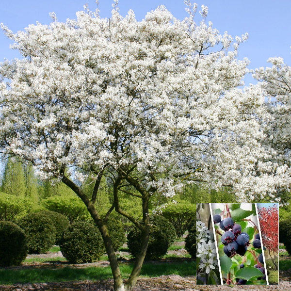 Основное изображение товара