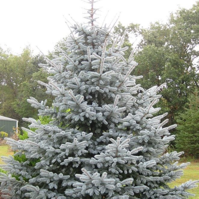 Основное изображение товара