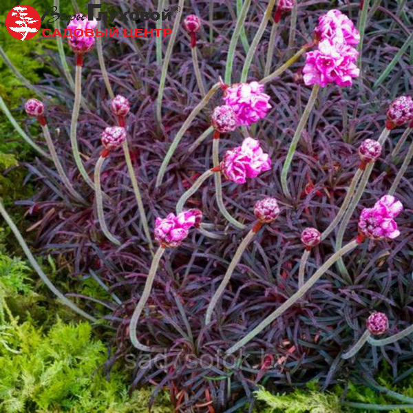 Основное изображение товара