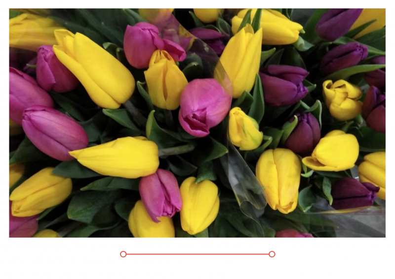 Распродажа тюльпанов по приятным ценам