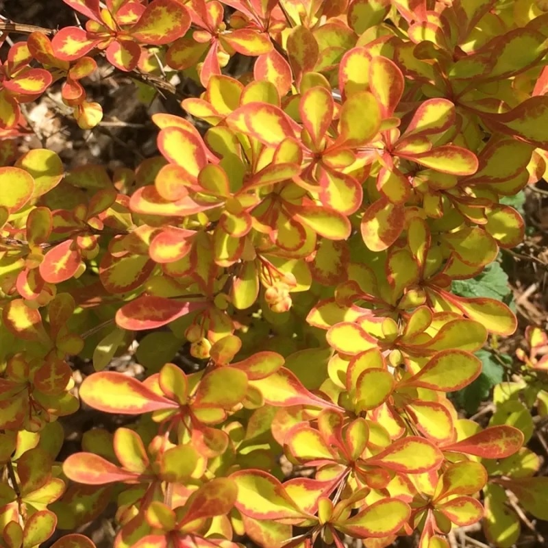 Основное изображение товара