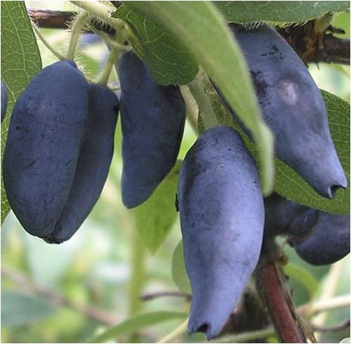 Основное изображение товара