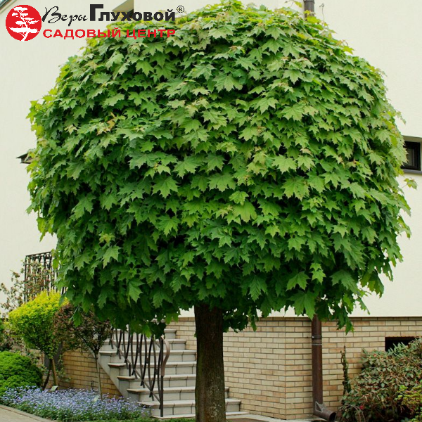 Основное изображение товара