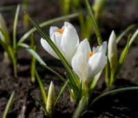 Приглашаем за семенами на Ташкентскую