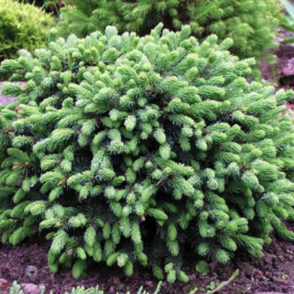 Основное изображение товара