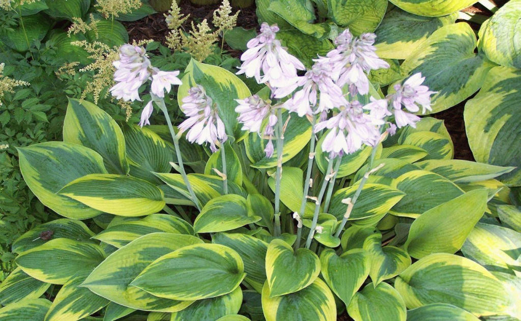 хоста.jpg хоста.jpg