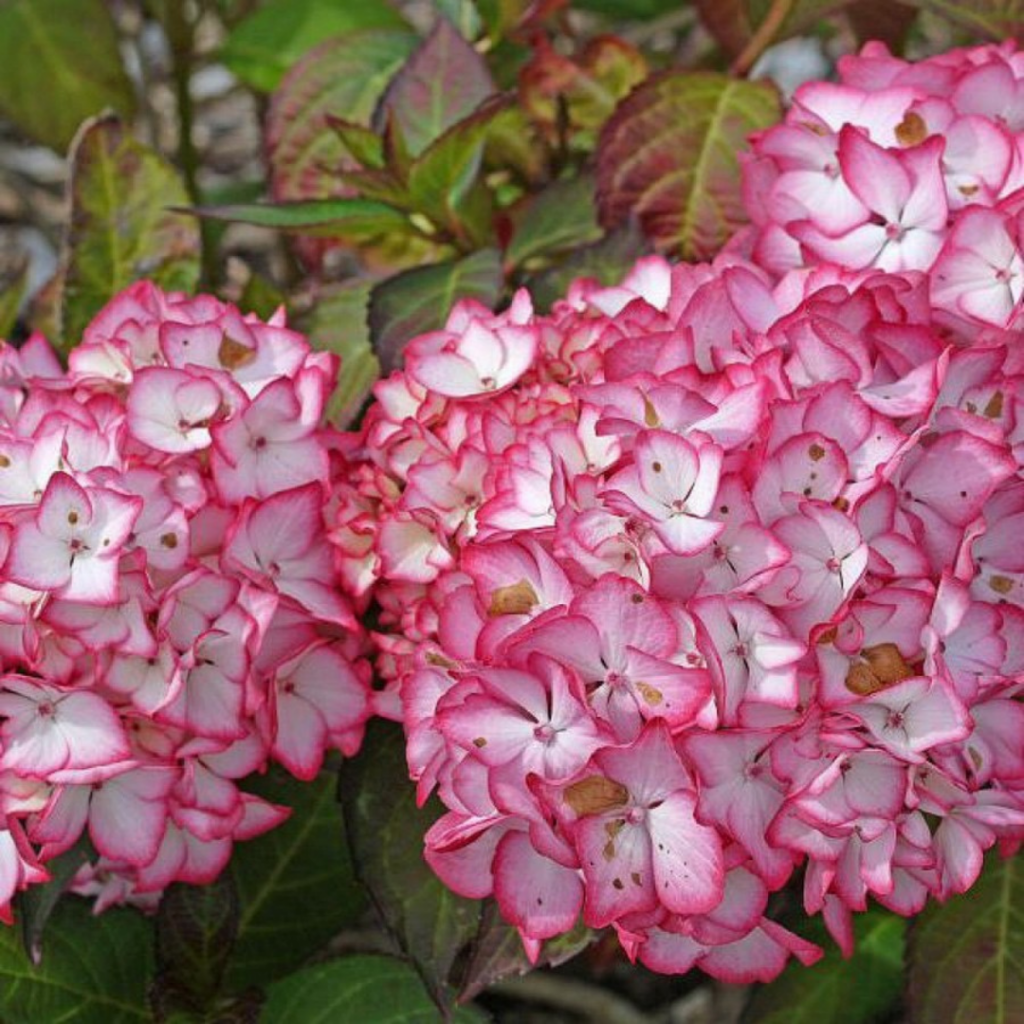 мирей.png мирей.png