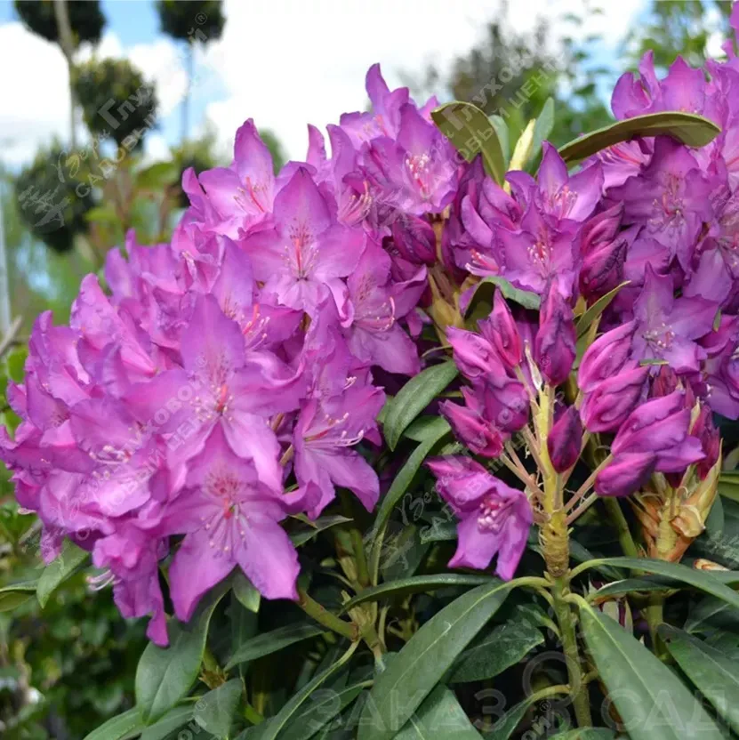 Рододендрон