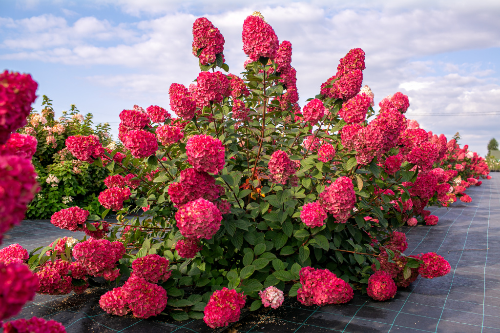 Самарская Лидия.jpg