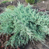 Можжевельник виргинский (Juniperus virginiana) Грей Оул С3 СП/24