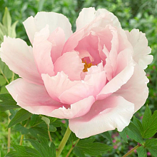 Основное изображение товара