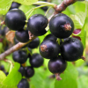 Смородина черная Соловьиная ночь (ранний сорт)