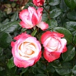 Роза чайно-гибридная 