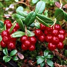 Основное изображение товара