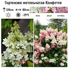 Основное изображение товара