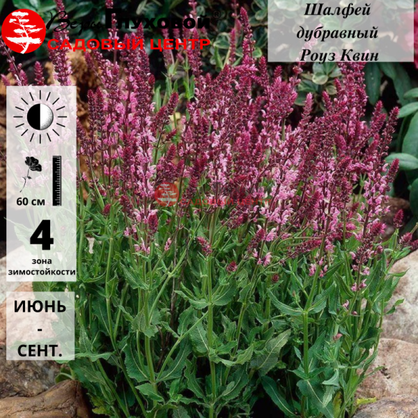 Основное изображение товара