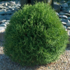 Туя западная (Thuja occidentalis) Тини Тим   Р9 ГлХ/26