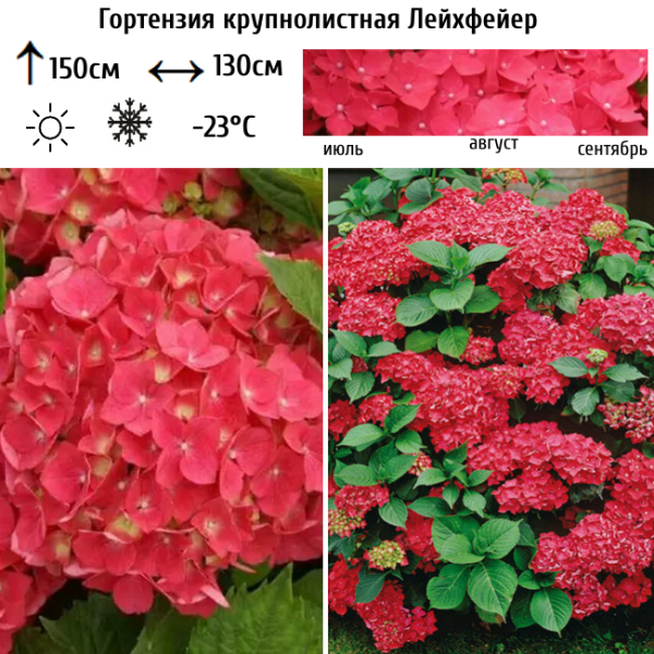 Основное изображение товара