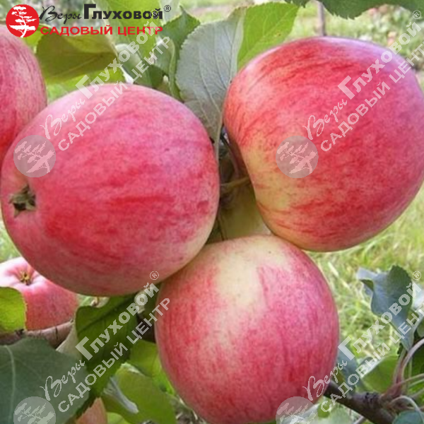 Яблоня "Мельба" на фото