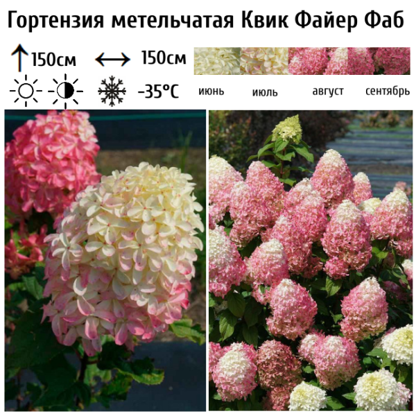 Основное изображение товара