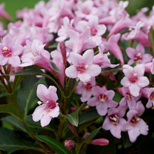 Основное изображение товара