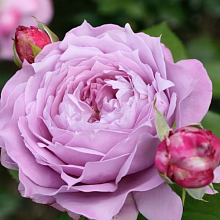 Основное изображение товара