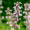 Котовник крупноцветковый (Nepeta grandiflora) Дон ту Даск С2 НСп/26