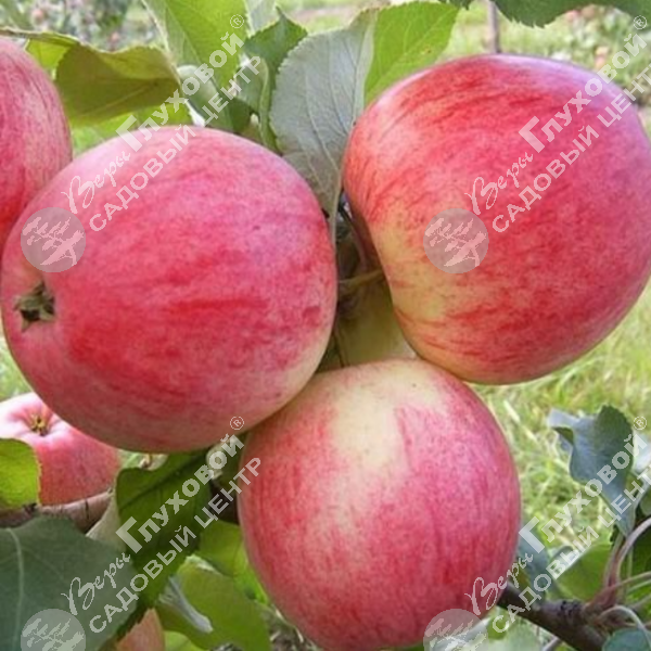 Яблоня "Мельба" на фото