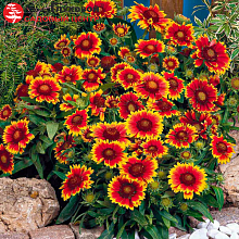 Основное изображение товара