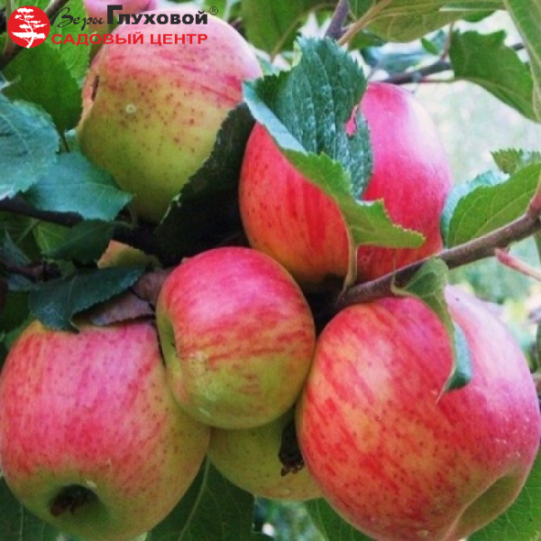 Основное изображение товара