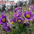 Прострел обыкновенный