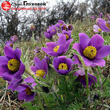 Основное изображение товара