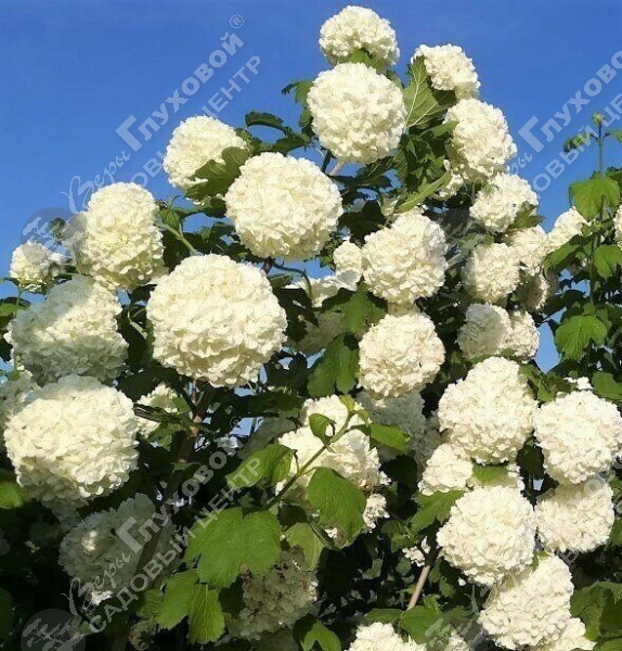 Калина обыкновенная "Розеум" на фото