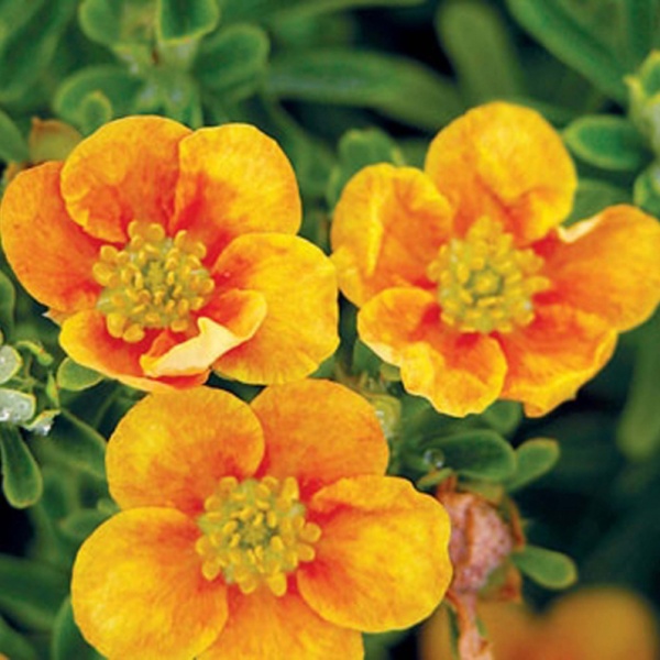 Лапчатка кустарниковая "Манго-Танго" Potentilla fruticosa "Mango-Tango" 30/+ С3,5