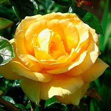 Основное изображение товара