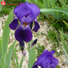 Ирис германский (Iris germanica) Джоанна С3 ГлХ/23