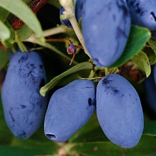 Основное изображение товара