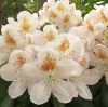 Рододендрон (Rhododendron) крупноцветковый 'Pernilla' (финская коллекция) 40-50 С15 ПЧ/26