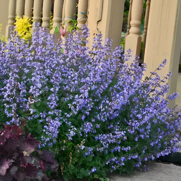 Основное изображение товара