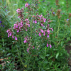 Дубровник светлеющий на фото