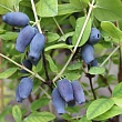 Жимолость 