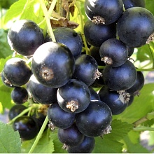 Рисунок 253.jpg