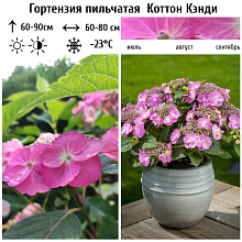 Основное изображение товара