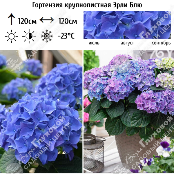 Гортензия крупнолистная "Эрли Блю" на фото