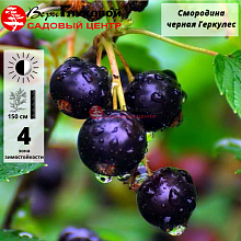 Основное изображение товара