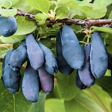 Основное изображение товара