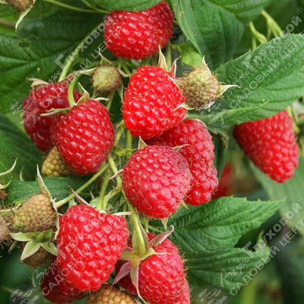 Малина "Полька" на фото