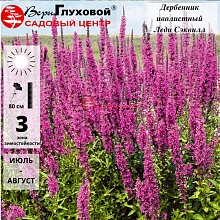 Основное изображение товара