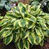 Хоста гибридная "Брим Кап" на фото